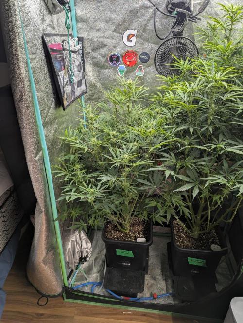 Rainambe - Harambe x Rainbow 6. Week 7 - Day 45