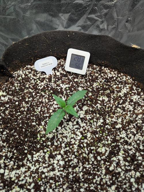 Grand Exchange  speedrun. Week 1 - Day 6