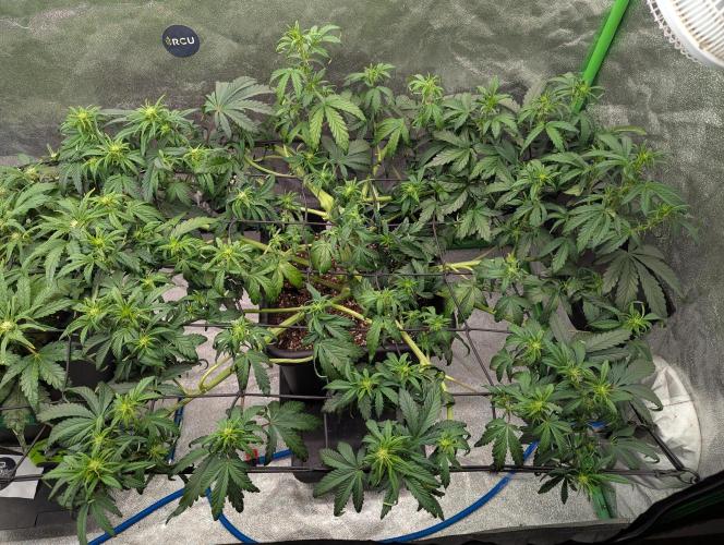 CBD Auto - Butterbean Birdseed. Week 4 - Day 28