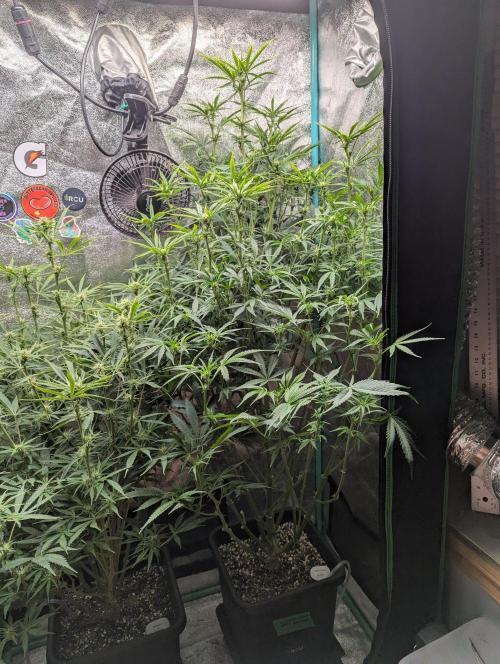 Gorilla Skunk- Harambe x Northern Skunk. Week 7 - Day 46 