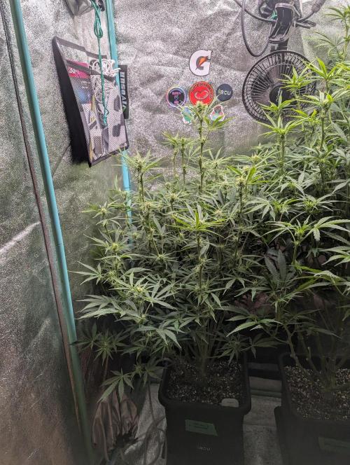 Rainambe - Harambe x Rainbow 6. Week 7 - Day 46