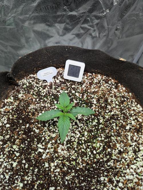 Grand Exchange  speedrun. Week 1 - Day 7 