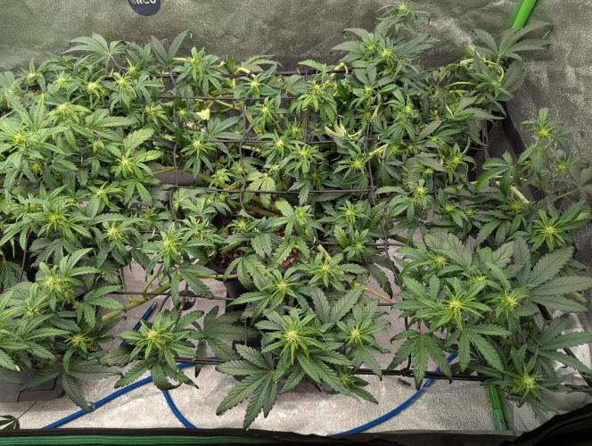 CBD Auto - Butterbean Birdseed. Week 5 - Day 29