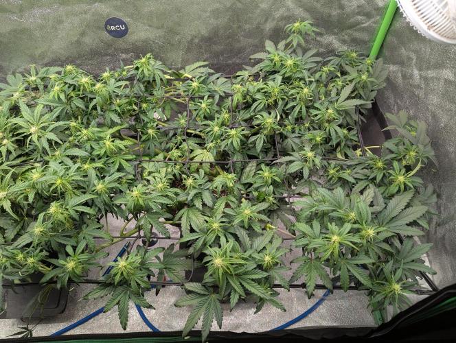 CBD Auto - Butterbean Birdseed. Week 5 - Day 30 