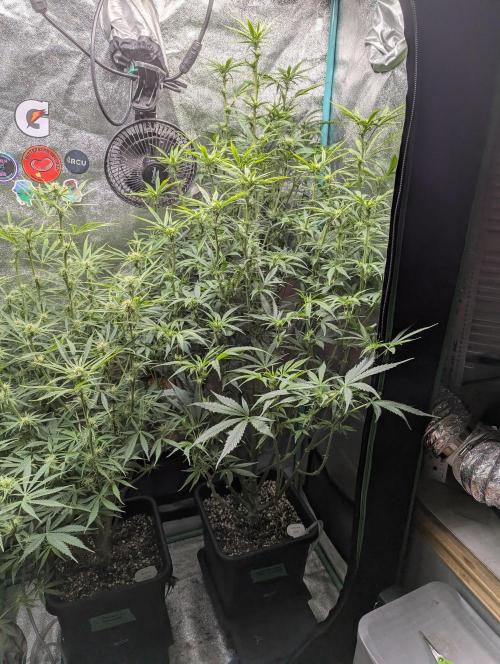 Gorilla Skunk- Harambe x Northern Skunk. Week 7 - Day 47 