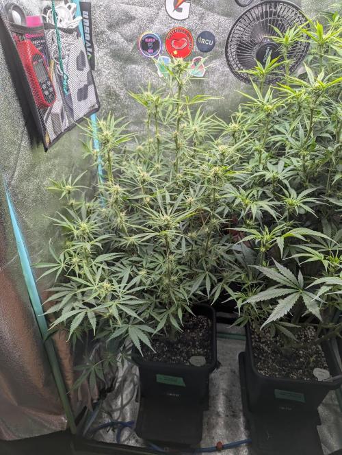 Rainambe - Harambe x Rainbow 6. Week 7 - Day 47 