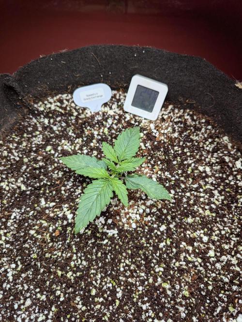 Grand Exchange  speedrun. Week 2 - Day 8