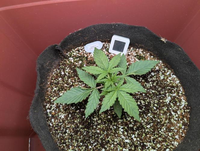 Grand Exchange  speedrun. Week 2 - Day 12