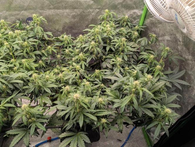 CBD Auto - Butterbean Birdseed. Week 5 - Day 31