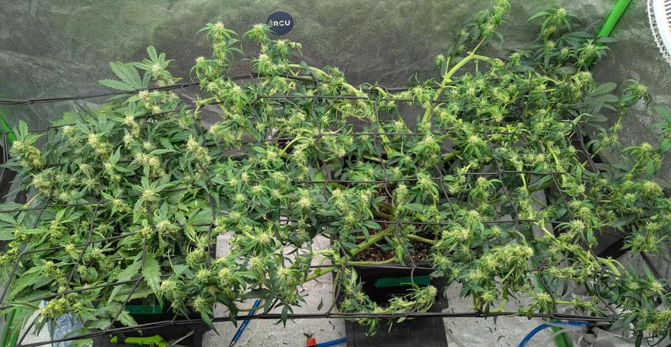 CBD Auto - Butterbean Birdseed. Week 5 - Day 34