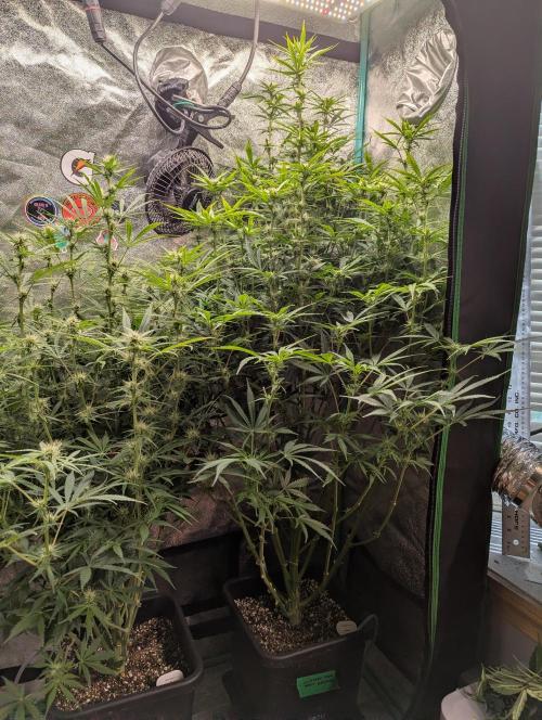 Gorilla Skunk- Harambe x Northern Skunk. Week 8 - Day 48