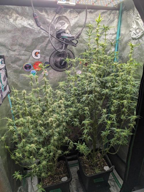 Gorilla Skunk- Harambe x Northern Skunk. Week 8 - Day 51