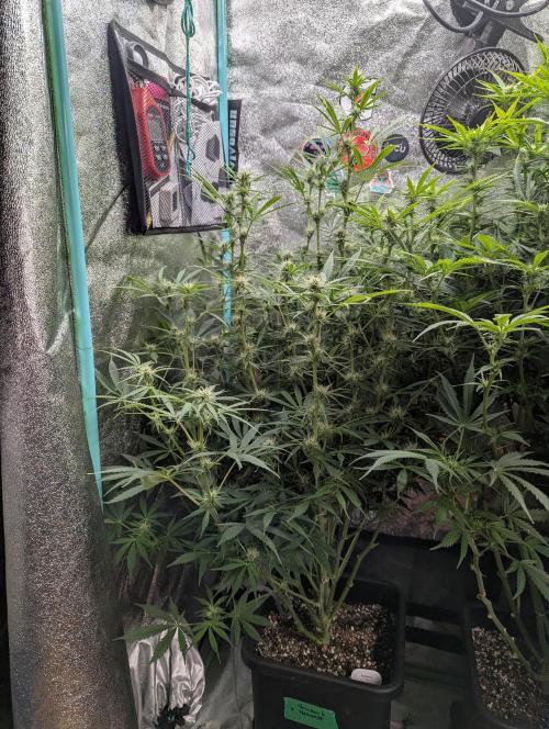 Rainambe - Harambe x Rainbow 6. Week 8 - Day 49