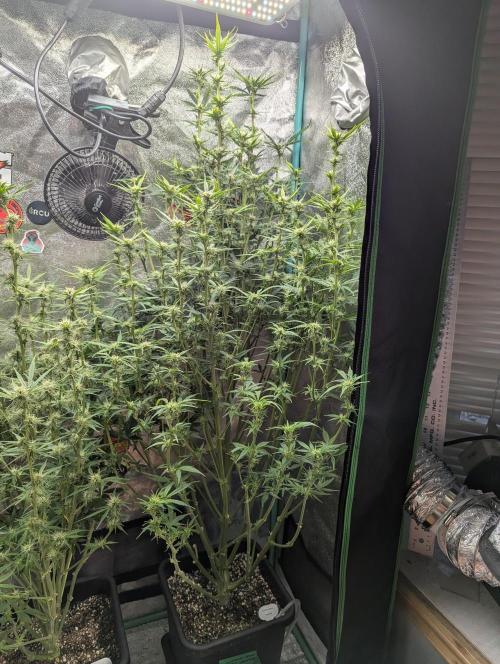 Gorilla Skunk- Harambe x Northern Skunk. Week 8 - Day 52