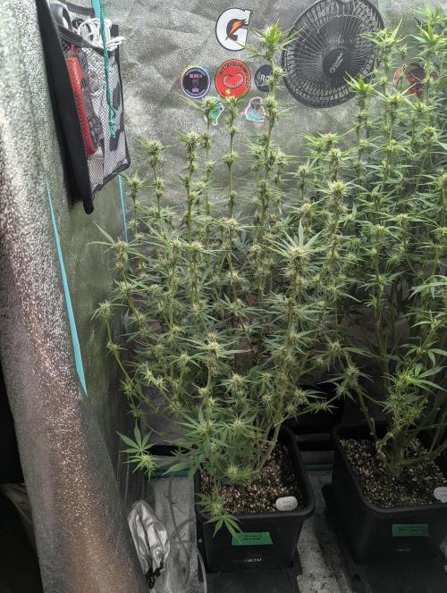 Rainambe - Harambe x Rainbow 6. Week 8 - Day 52