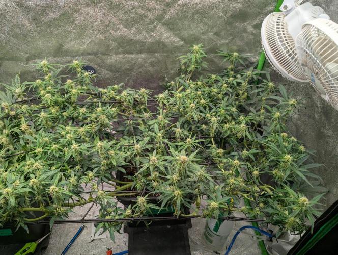 CBD Auto - Butterbean Birdseed. Week 5 - Day 35