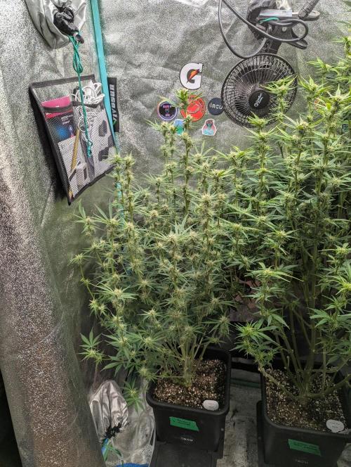 Rainambe - Harambe x Rainbow 6. Week 8 - Day 53