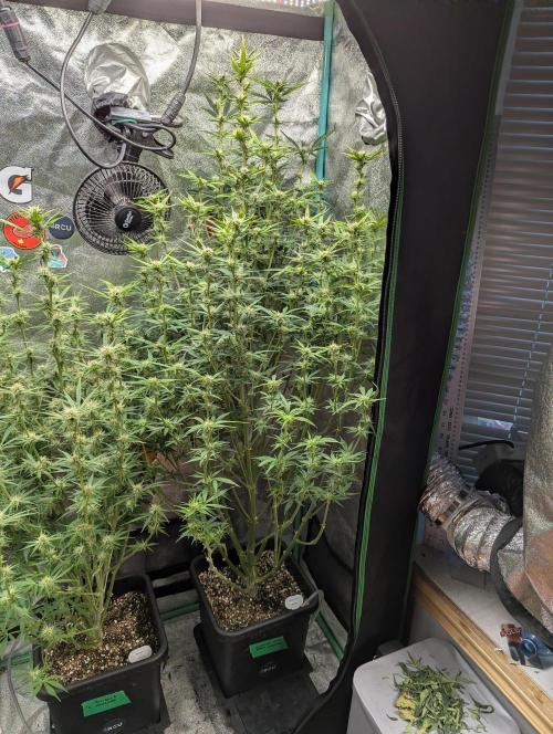 Gorilla Skunk- Harambe x Northern Skunk. Week 8 - Day 53