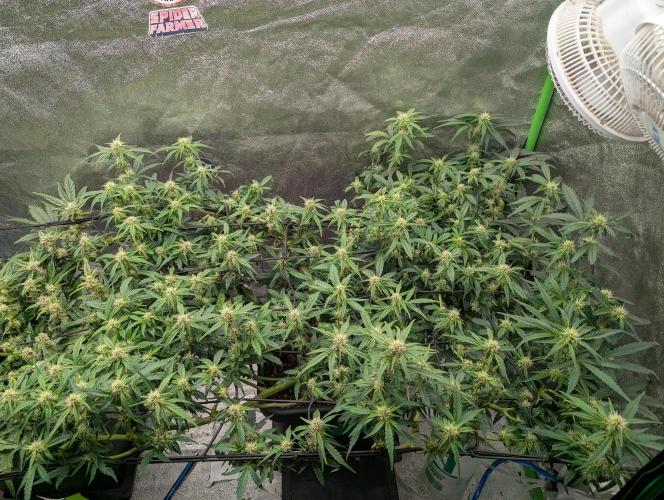 CBD Auto - Butterbean Birdseed. Week 6 - Day 36