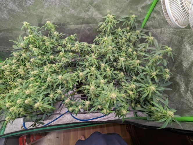 CBD Auto - Butterbean Birdseed. Week 6 - Day 37