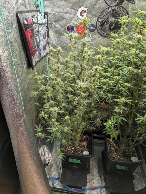 Rainambe - Harambe x Rainbow 6. Week 8 - Day 54