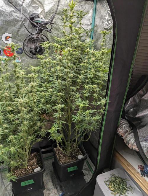 Gorilla Skunk- Harambe x Northern Skunk. Week 8 - Day 54