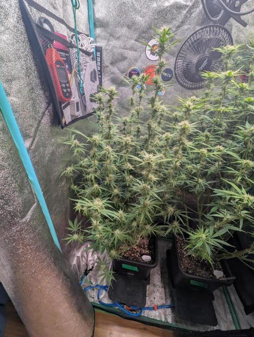 Rainambe - Harambe x Rainbow 6. Week 8 - Day 55