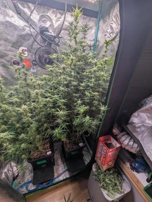 Gorilla Skunk- Harambe x Northern Skunk. Week 8 - Day 55