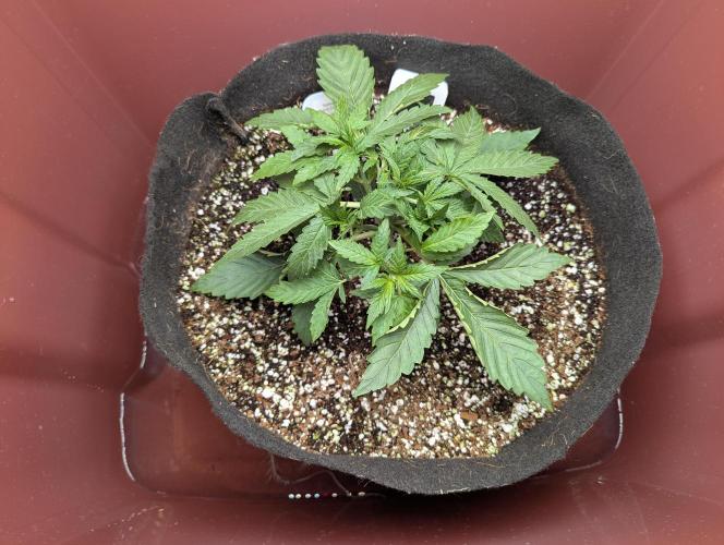 Grand Exchange  speedrun. Week 3 - Day 16