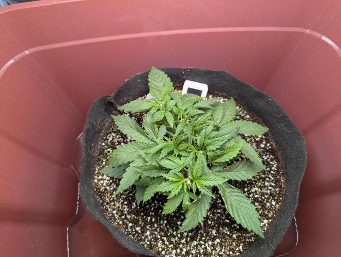 Grand Exchange  speedrun. Week 3 - Day 17