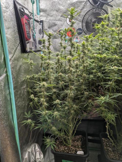 Rainambe - Harambe x Rainbow 6. Week 8 - Day 56