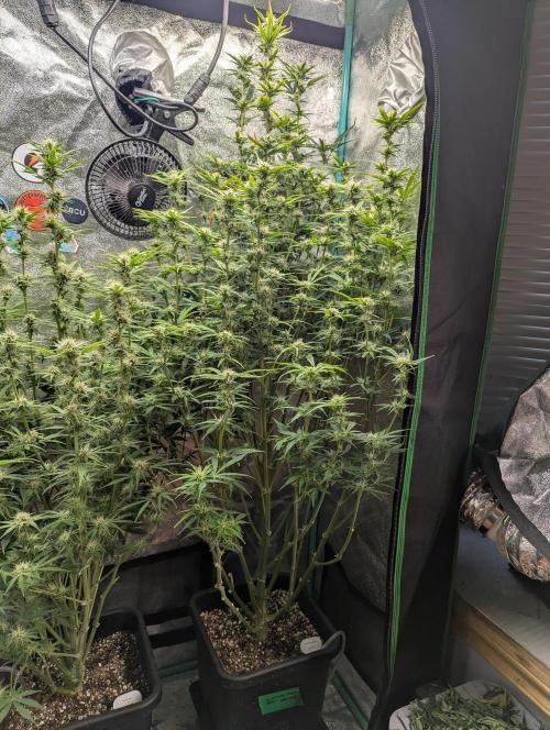 Gorilla Skunk- Harambe x Northern Skunk. Week 8 - Day 56