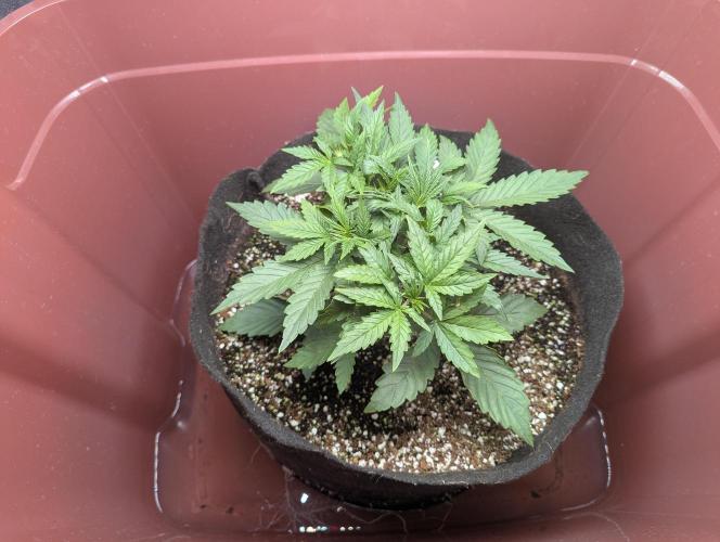 Grand Exchange  speedrun. Week 3 - Day 18