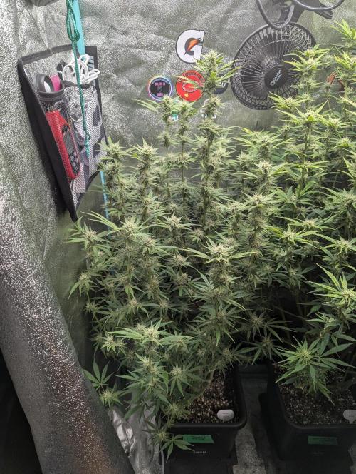 Rainambe - Harambe x Rainbow 6. Week 9 - Day 57