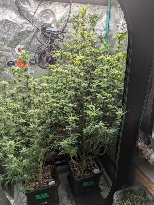 Gorilla Skunk- Harambe x Northern Skunk. Week 9 - Day 57