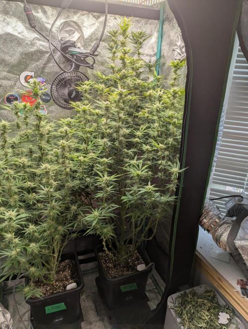 Gorilla Skunk- Harambe x Northern Skunk. Week 9 - Day 58