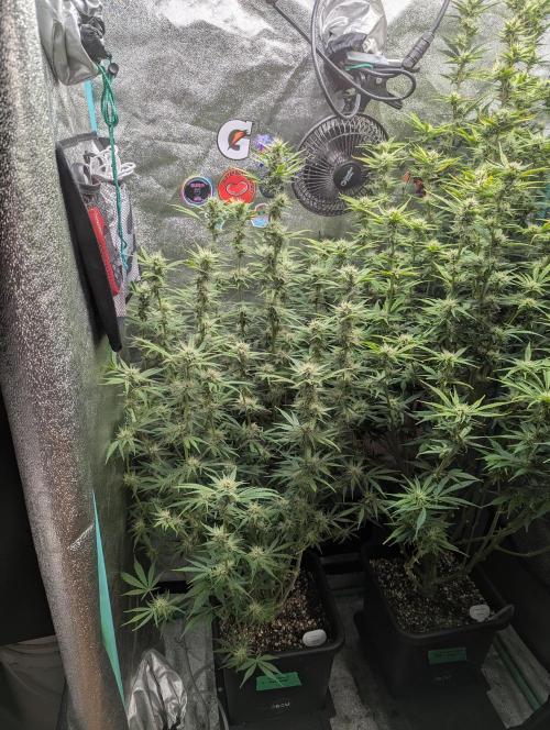 Rainambe - Harambe x Rainbow 6. Week 9 - Day 58