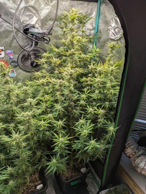 Gorilla Skunk- Harambe x Northern Skunk. Week 9 - Day 59 