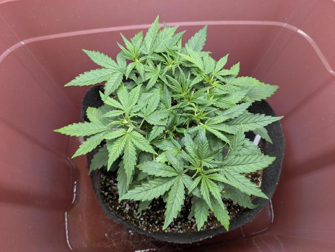 Grand Exchange  speedrun. Week 3 - Day 20