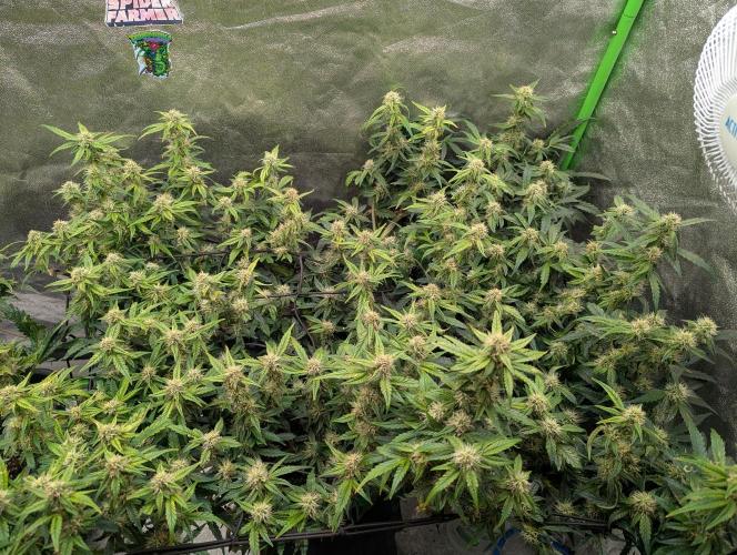 CBD Auto - Butterbean Birdseed. Week 7 - Day 43