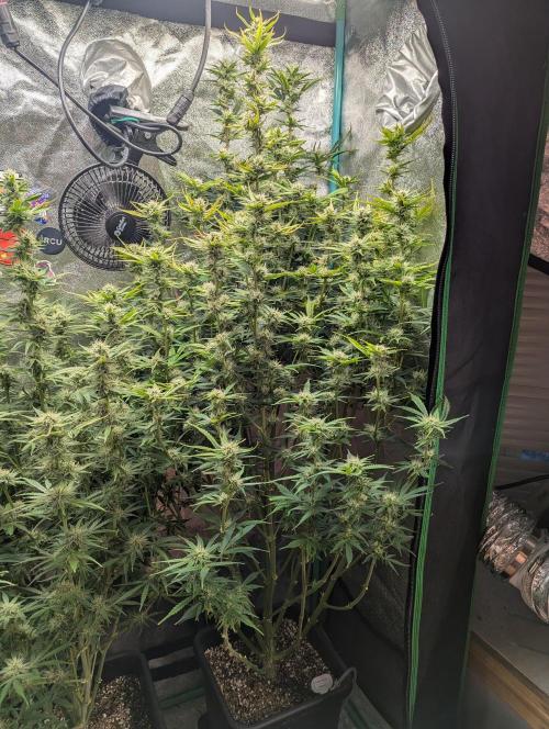 Gorilla Skunk- Harambe x Northern Skunk. Week 9 - Day 60