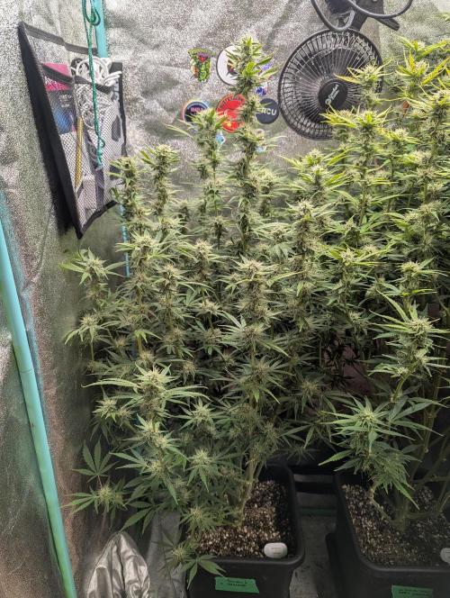 Rainambe - Harambe x Rainbow 6. Week 9 - Day 60