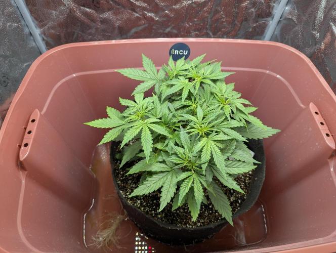 Grand Exchange  speedrun. Week 3 - Day 21 