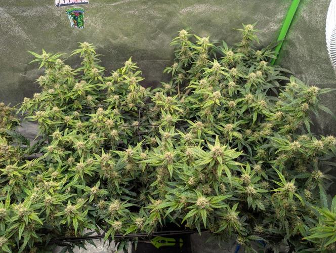 CBD Auto - Butterbean Birdseed. Week 7 - Day 44