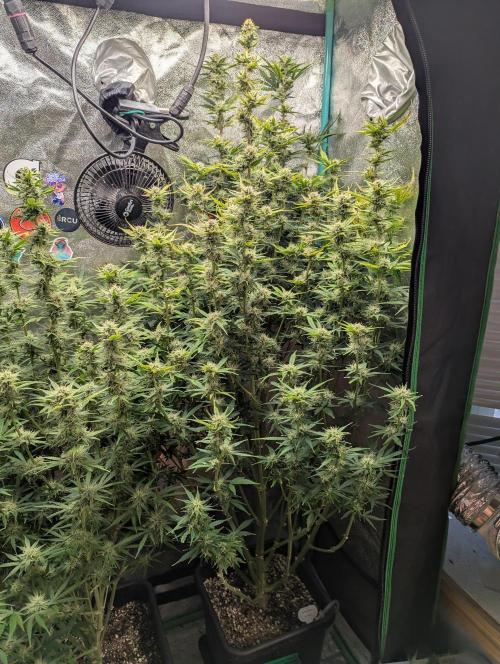 Gorilla Skunk- Harambe x Northern Skunk. Week 9 - Day 61