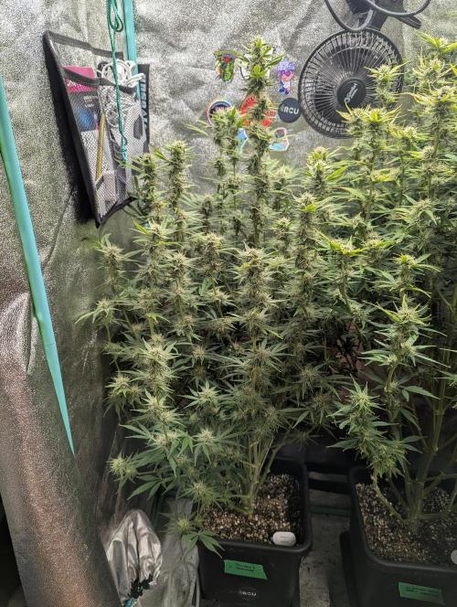 Rainambe - Harambe x Rainbow 6. Week 9 - Day 61. 