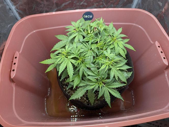 Grand Exchange  speedrun. Week 4 - Day 22. 