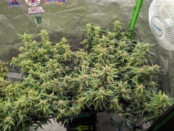 CBD Auto - Butterbean Birdseed. Week 7 - Day 45