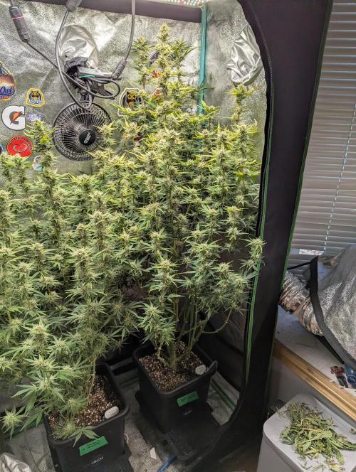 Gorilla Skunk- Harambe x Northern Skunk. Week 9 - Day 62 