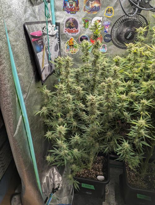 Rainambe - Harambe x Rainbow 6. Week 9 - Day 62